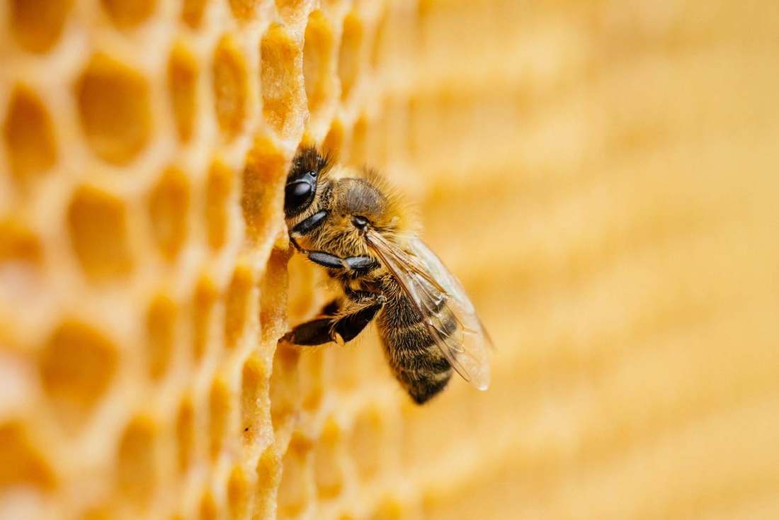 A bee on honeycomb