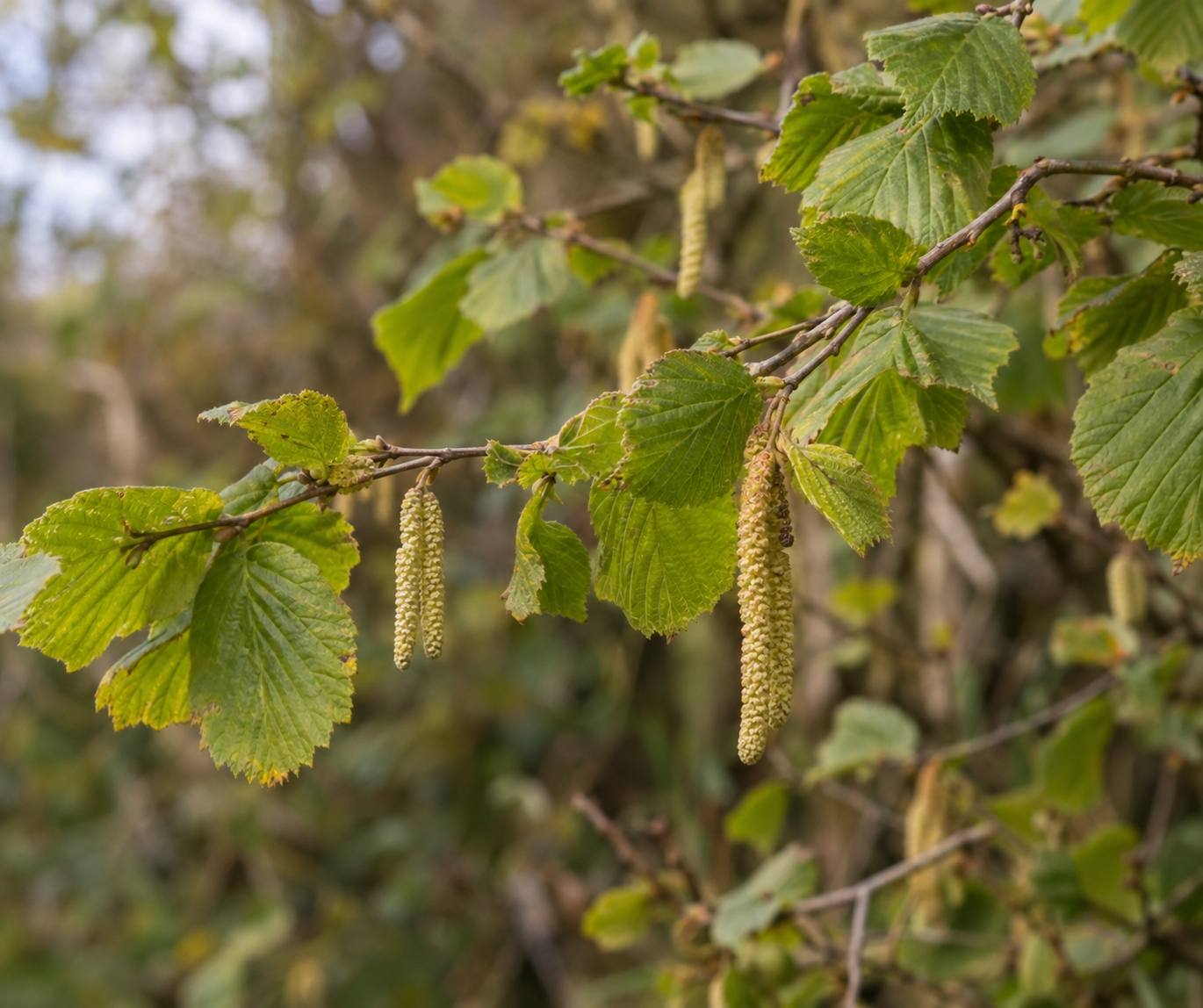 A hazel branch with green leaves and pale catkins hanging in soft light