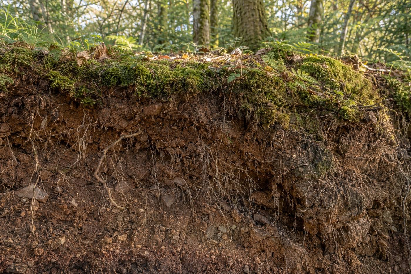 A cut bank of soil beneath woodland moss, showing stones and fine roots running through the earth