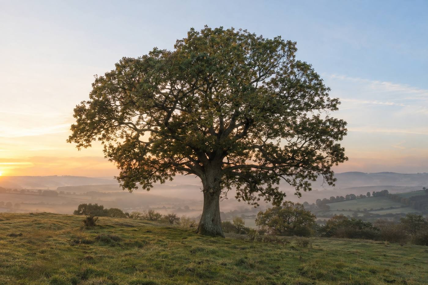 A lone oak tree on a grassy hill at dawn, with mist lying in the valley and the sun rising behind it