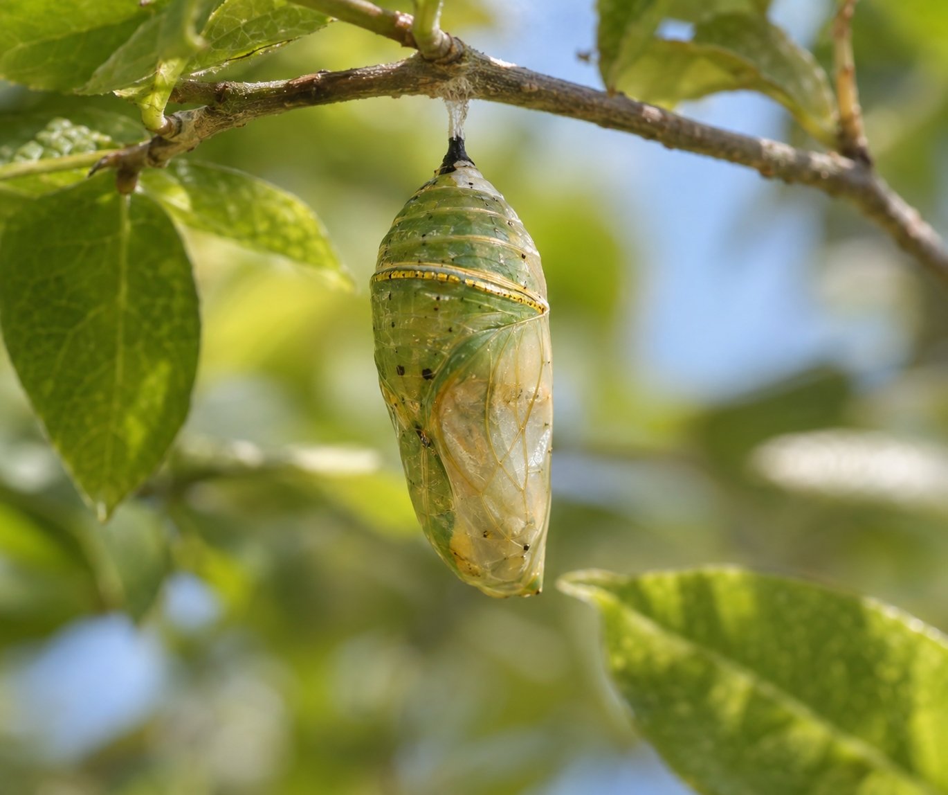 A green chrysalis hanging from a branch among leaves