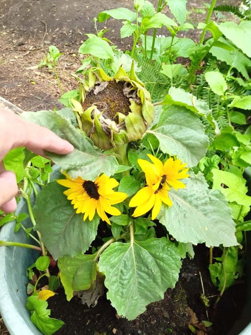 Growing New Life